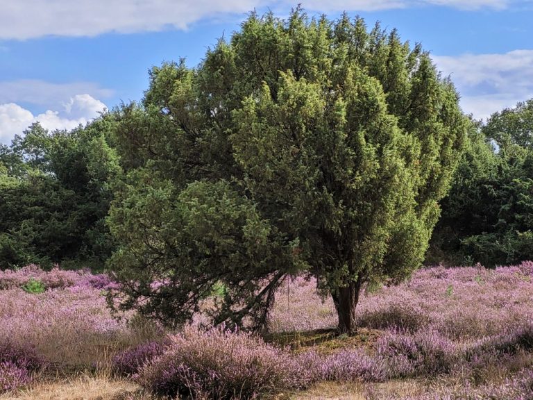Op weg naar een wandelcoach