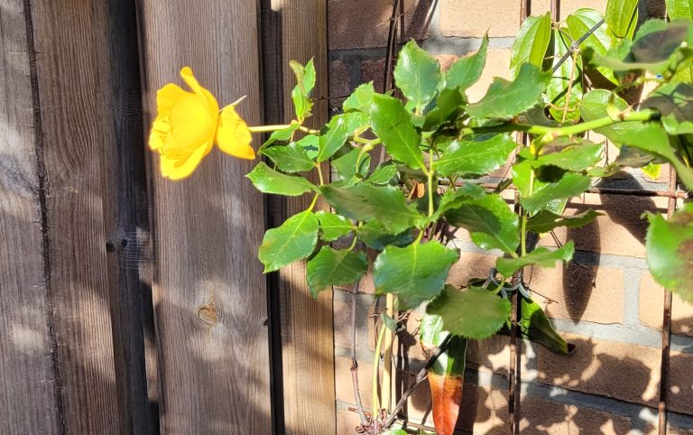 De jongste, de laatste